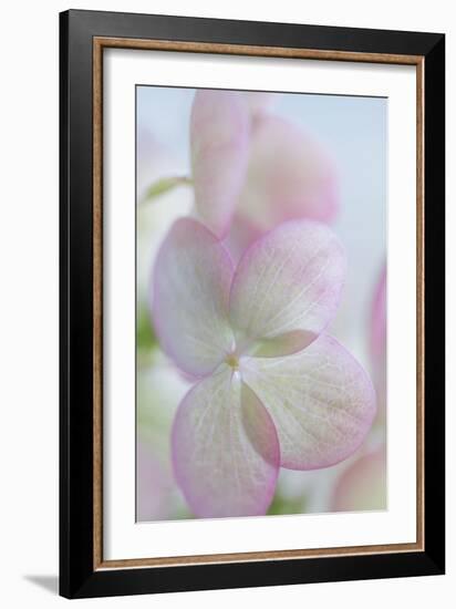Hydrangea II-Kathy Mahan-Framed Photographic Print