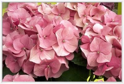 Hydrangea Macrophylla Rosita Photographic Print Adrian Thomas Art Com