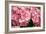 Hydrangea Macrophylla 'Rosita'-Adrian Thomas-Framed Photographic Print