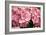 Hydrangea Macrophylla 'Rosita'-Adrian Thomas-Framed Photographic Print