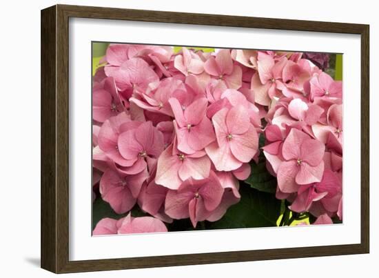 Hydrangea Macrophylla 'Rosita'-Adrian Thomas-Framed Photographic Print