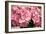 Hydrangea Macrophylla 'Rosita'-Adrian Thomas-Framed Photographic Print