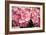 Hydrangea Macrophylla 'Rosita'-Adrian Thomas-Framed Photographic Print