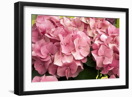 Hydrangea Macrophylla 'Rosita'-Adrian Thomas-Framed Photographic Print