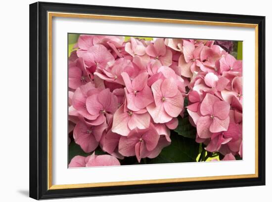 Hydrangea Macrophylla 'Rosita'-Adrian Thomas-Framed Photographic Print