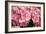 Hydrangea Macrophylla 'Rosita'-Adrian Thomas-Framed Photographic Print