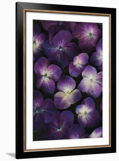 Hydrangea Melody-Irene Suchocki-Framed Giclee Print