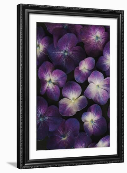 Hydrangea Melody-Irene Suchocki-Framed Giclee Print