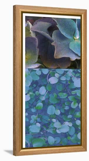 Hydrangea Mix II-Ricki Mountain-Framed Stretched Canvas