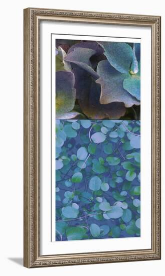 Hydrangea Mix II-Ricki Mountain-Framed Photographic Print