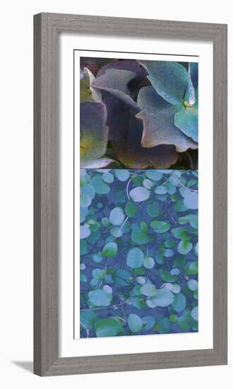 Hydrangea Mix II-Ricki Mountain-Framed Photographic Print