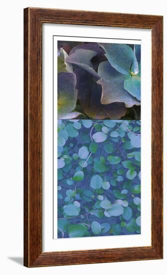 Hydrangea Mix II-Ricki Mountain-Framed Photographic Print