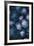 Hydrangea Nocturne-Irene Suchocki-Framed Giclee Print