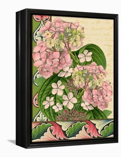 Hydrangea on Love Letters-Piddix-Framed Stretched Canvas