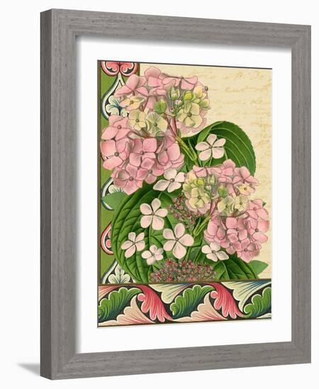 Hydrangea on Love Letters-Piddix-Framed Art Print