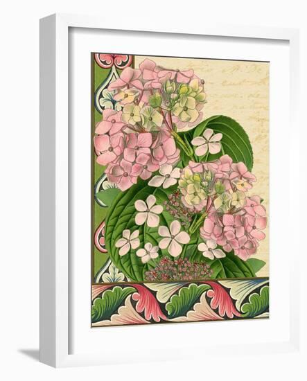 Hydrangea on Love Letters-Piddix-Framed Art Print