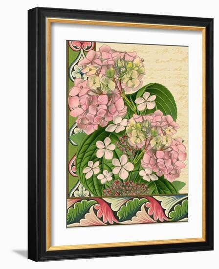 Hydrangea on Love Letters-Piddix-Framed Art Print