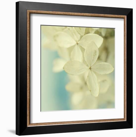 Hydrangea on Turquoise-Judy Stalus-Framed Art Print