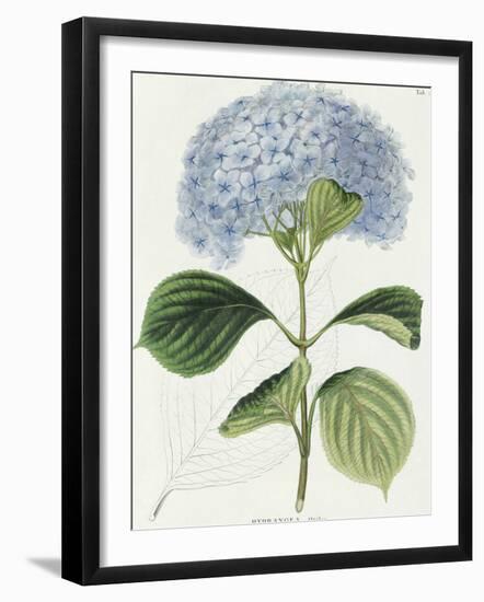 Hydrangea Otaksa-The Vintage Collection-Framed Premium Giclee Print