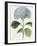 Hydrangea Otaksa-The Vintage Collection-Framed Premium Giclee Print