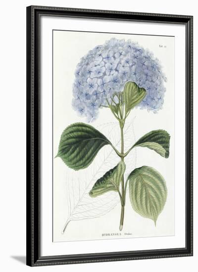 Hydrangea Otaksa-The Vintage Collection-Framed Giclee Print