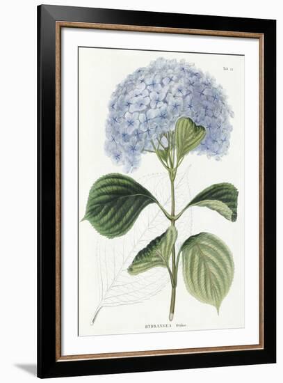 Hydrangea Otaksa-The Vintage Collection-Framed Giclee Print