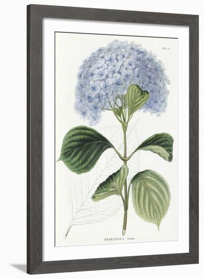 Hydrangea Otaksa-The Vintage Collection-Framed Giclee Print