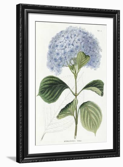 Hydrangea Otaksa-The Vintage Collection-Framed Giclee Print