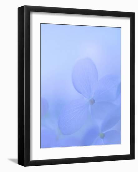 Hydrangea Paniculata I-Kathy Mahan-Framed Photographic Print