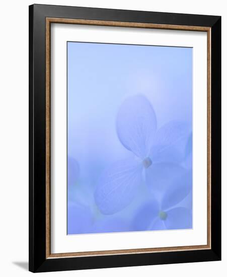 Hydrangea Paniculata I-Kathy Mahan-Framed Photographic Print