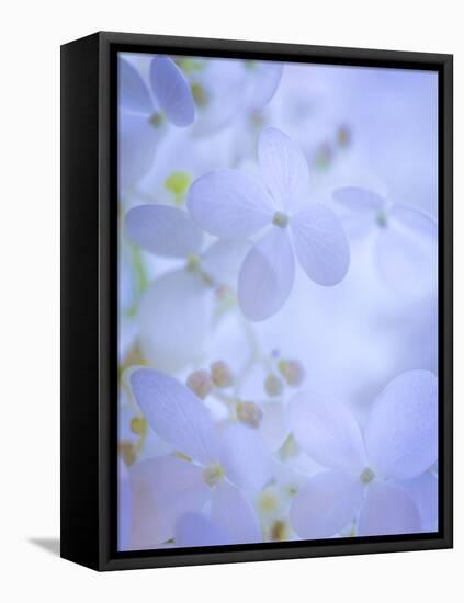 Hydrangea Paniculata II-Kathy Mahan-Framed Premier Image Canvas