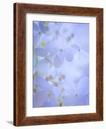 Hydrangea Paniculata II-Kathy Mahan-Framed Photographic Print