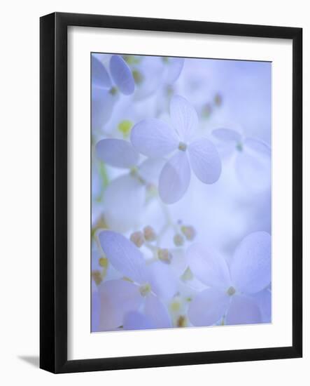 Hydrangea Paniculata II-Kathy Mahan-Framed Photographic Print