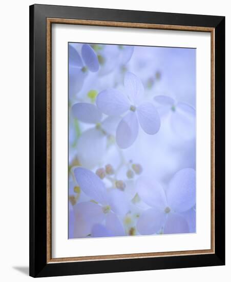 Hydrangea Paniculata II-Kathy Mahan-Framed Photographic Print