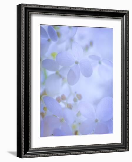 Hydrangea Paniculata II-Kathy Mahan-Framed Photographic Print