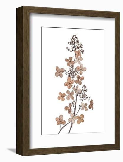 Hydrangea Paniculata-Mandy Disher-Framed Photographic Print