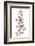 Hydrangea Paniculata-Mandy Disher-Framed Photographic Print