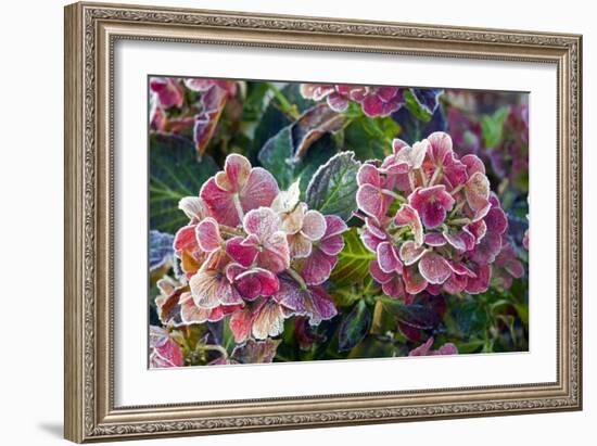 Hydrangea Sp-Dr. Keith Wheeler-Framed Photographic Print