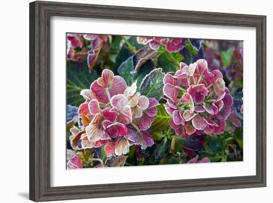 Hydrangea Sp-Dr. Keith Wheeler-Framed Photographic Print