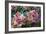 Hydrangea Sp-Dr. Keith Wheeler-Framed Photographic Print