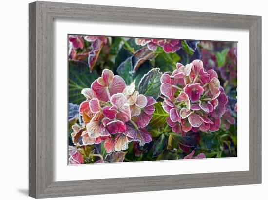 Hydrangea Sp-Dr. Keith Wheeler-Framed Photographic Print