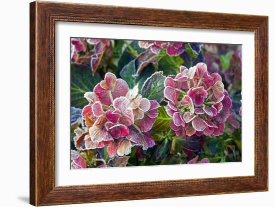 Hydrangea Sp-Dr. Keith Wheeler-Framed Photographic Print