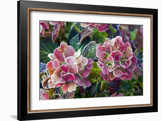 Hydrangea Sp-Dr. Keith Wheeler-Framed Photographic Print