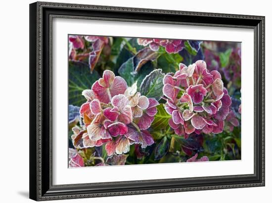 Hydrangea Sp-Dr. Keith Wheeler-Framed Photographic Print