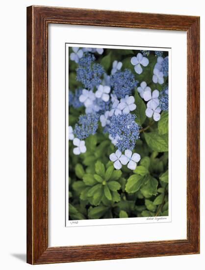 Hydrangea Variation-Stacy Bass-Framed Giclee Print