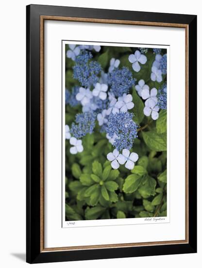 Hydrangea Variation-Stacy Bass-Framed Giclee Print