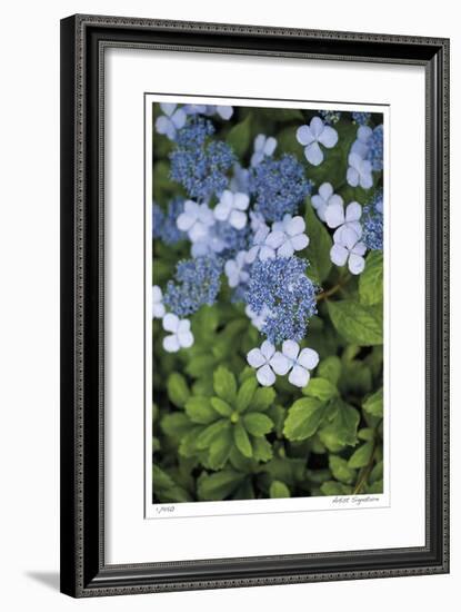 Hydrangea Variation-Stacy Bass-Framed Giclee Print