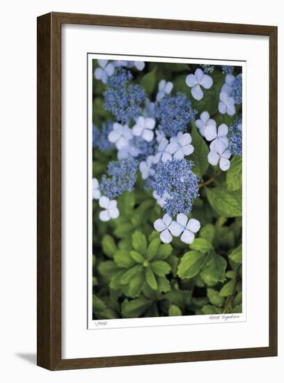 Hydrangea Variation-Stacy Bass-Framed Giclee Print