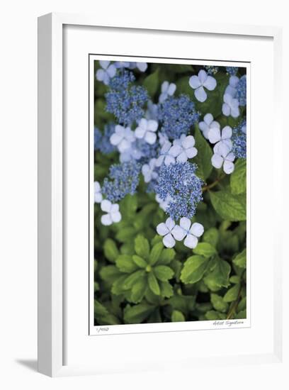 Hydrangea Variation-Stacy Bass-Framed Giclee Print