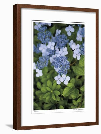 Hydrangea Variation-Stacy Bass-Framed Giclee Print